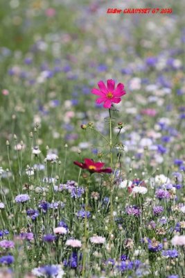 Fleurs des champs