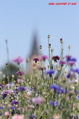 Fleurs des champs  perspective