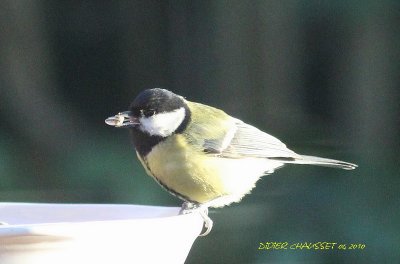 Oiseaux de jardins