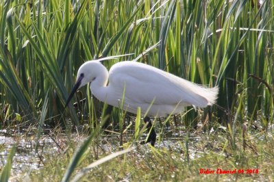 Aigrette Garzette