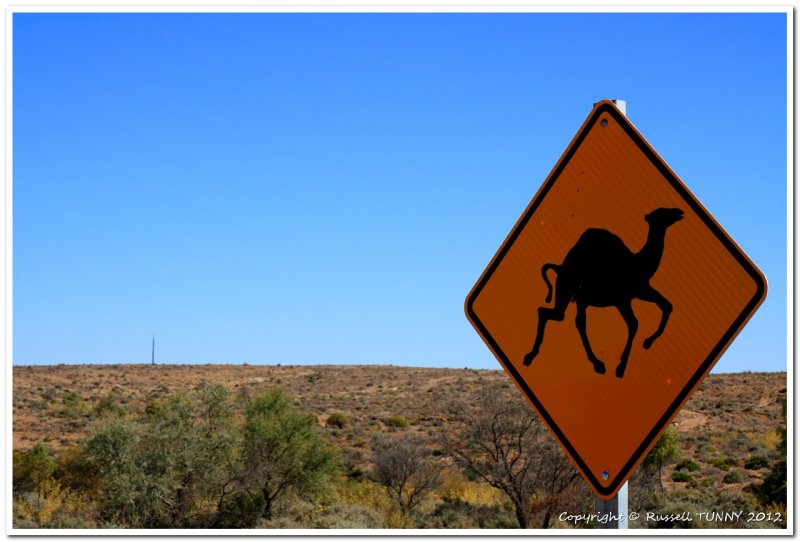 Beware Camels on Road