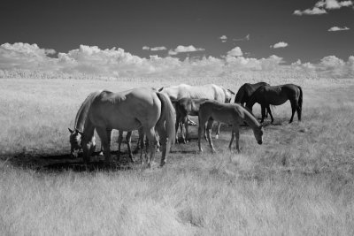 Canon EOS 5D_050116_16.jpg
