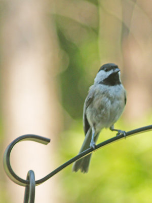 Chickadee