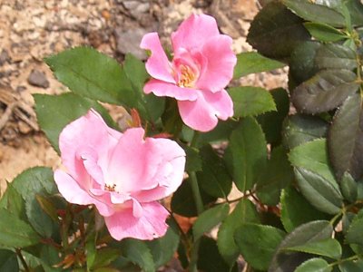 Roses close-up