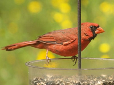 Cardinal