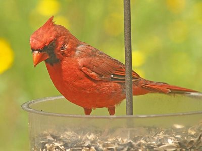 Cardinal