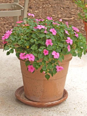 Impatiens