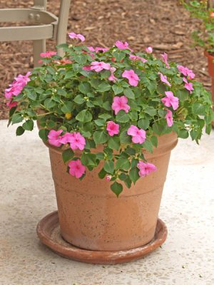 Impatiens