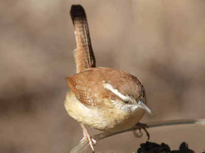 Wren