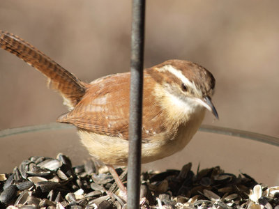 Wren