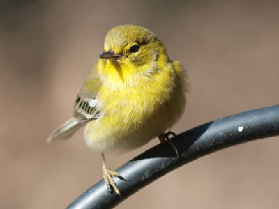 Pine Warbler