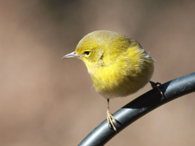 Pine Warbler