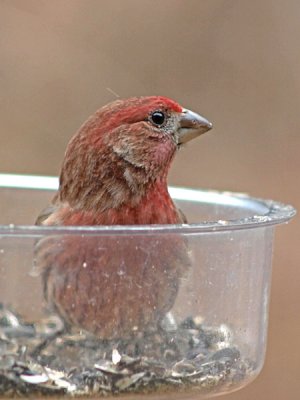 House Finch