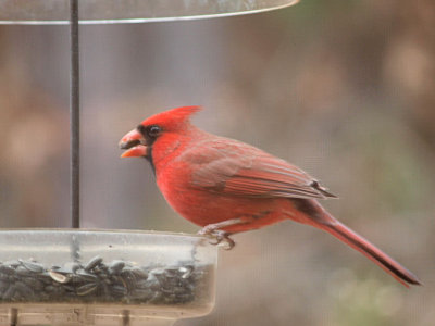 Cardinal