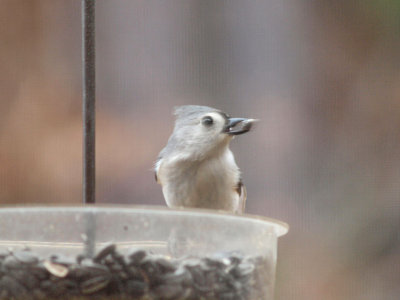 Titmouse