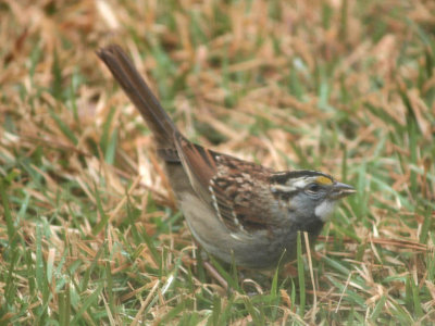 Sparrow