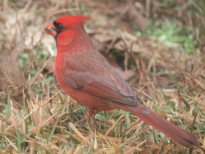 Cardinal