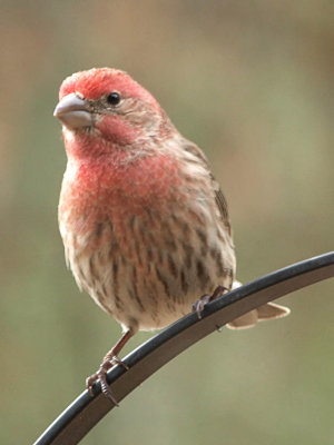 House Finch