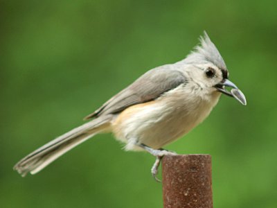 Tufted Titmouse with Seed