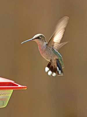 Coming in for a landing.