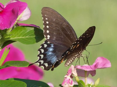  Spicebush Swallowtail Butterfly