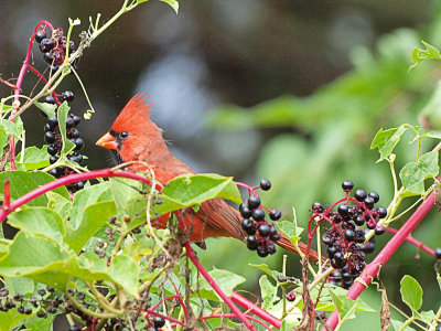 Cardinal eating Poke Berries