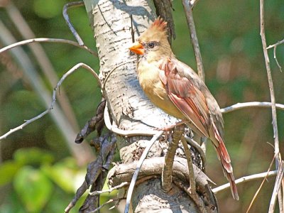 Female Cardinal