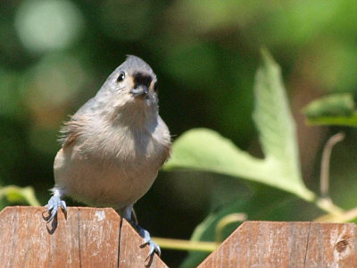 Tufted Titmouse