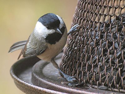 Chickadee