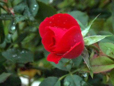 Late summer Rose - After the rain