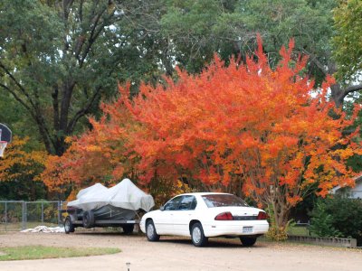 Fall color