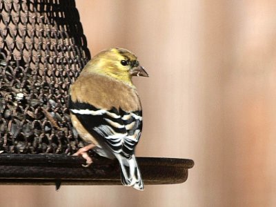 First finch in December 2010