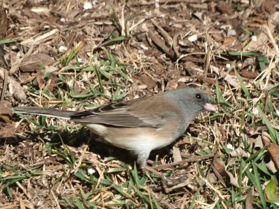 Junco