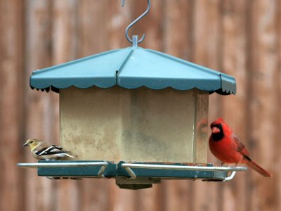 Finch & Cardinal