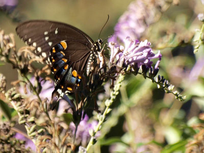 Swallowtail