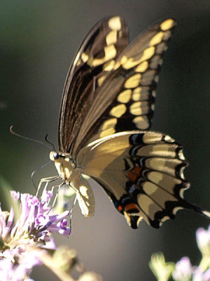 Giant swallowtail