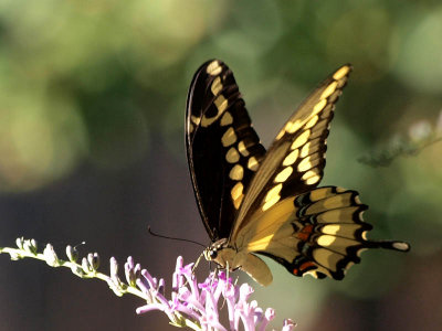 Giant swallowtail