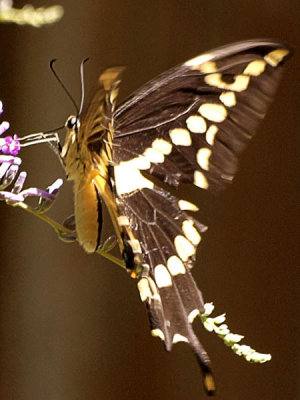 Giant swallowtail