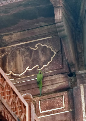 Taj Parrot