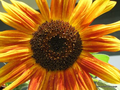 IMG_1701.jpg