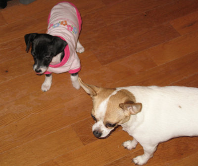 Maddy in Hawaiian shirt and Emma