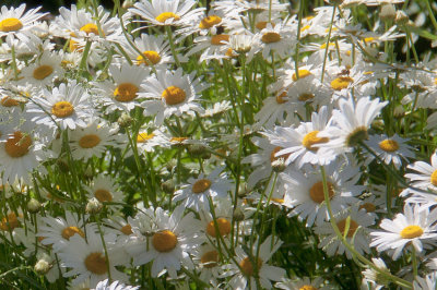 Sunlit Daisies