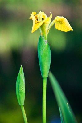 Water-Iris