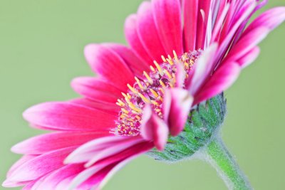 Gerbera