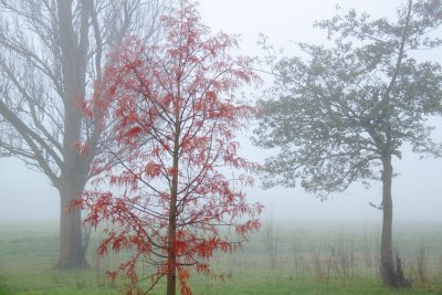 Foggy Morning, Reading