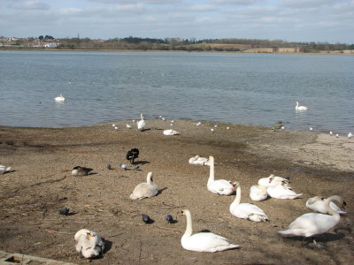 Swans at Mistley