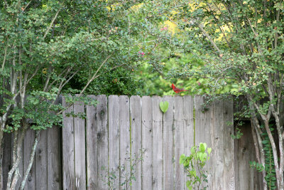 Aug72010_9949.jpg