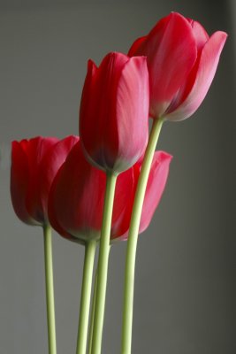 1 tulips.jpg
