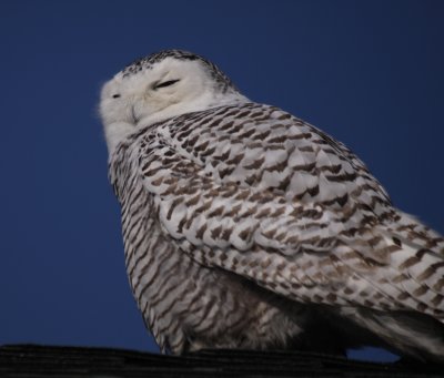 Snowy Owls in NH