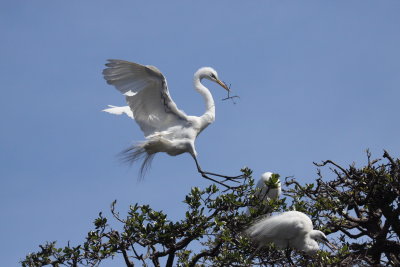 egret 4.JPG